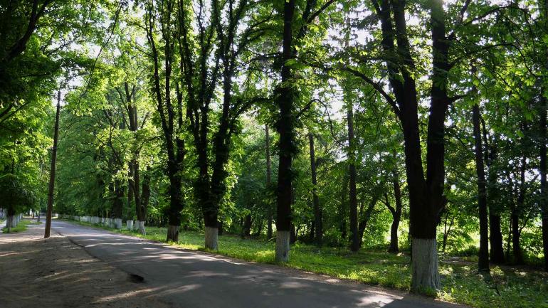 Вінничанка просить висадити нові дерева у парку Ющенка та відремонтувати тротуари