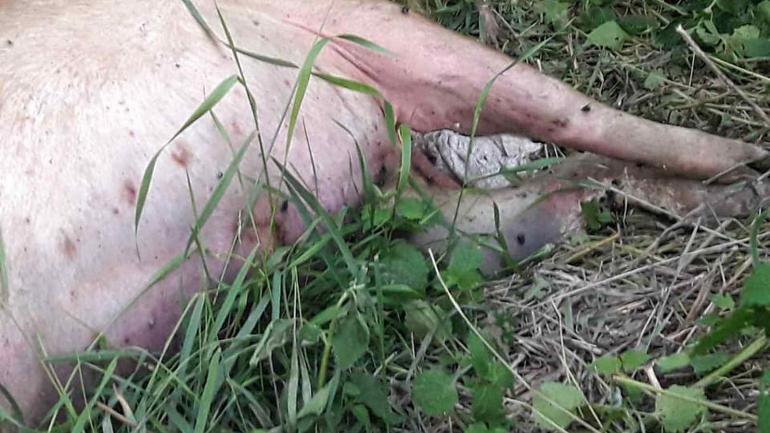 У райцентрі на Вінниччині на узбіччі дороги валявся труп свині