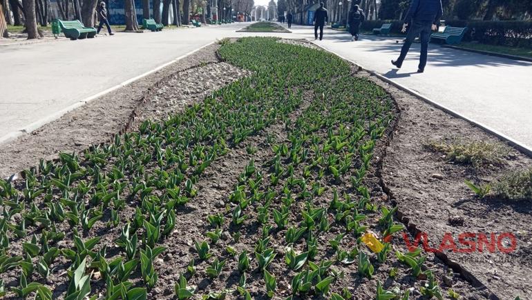 Центральний парк Вінниці, де вперше посадили сотні тюльпанів, відучора закрили для відвідувачів