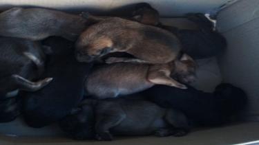 Вінничани рятують дев&rsquo;ятьох сліпих цуценят