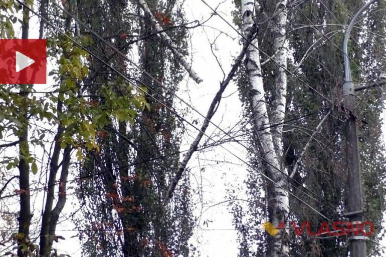 зламана гілка на Порика у Вінниці фото