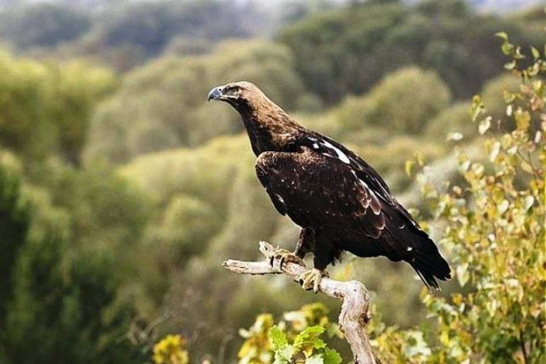 На Вінниччині зникли великі хижі птахи