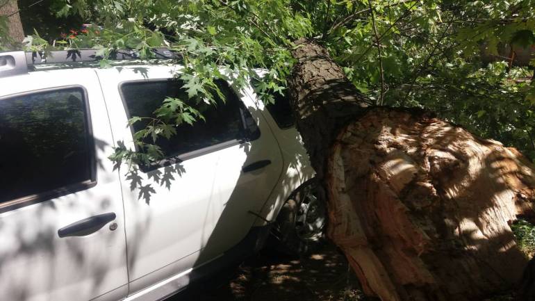 У Вінниці дерево впало на автомобілі