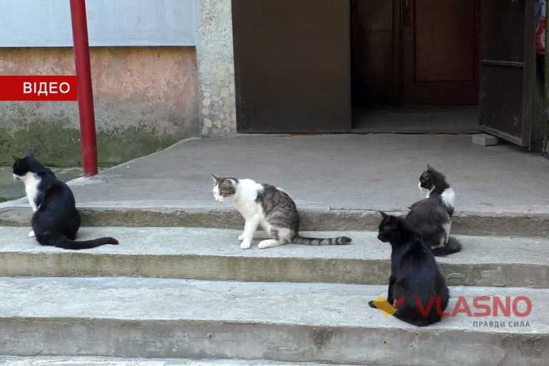 коти фото