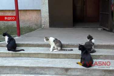 коти фото