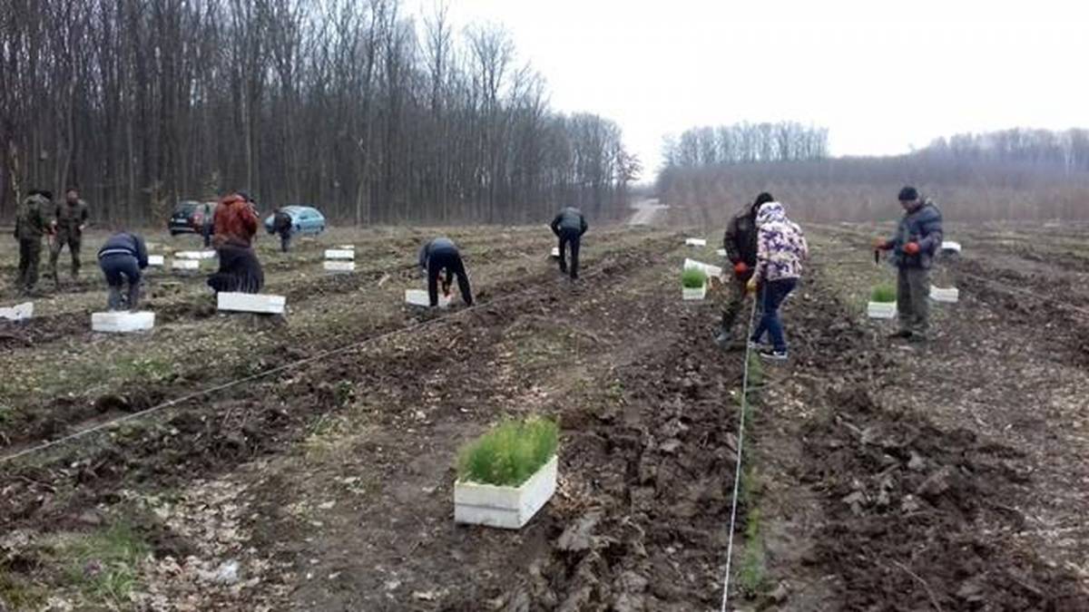 На Вінниччині висадили саджанці дуба на площі 2,4 гектари