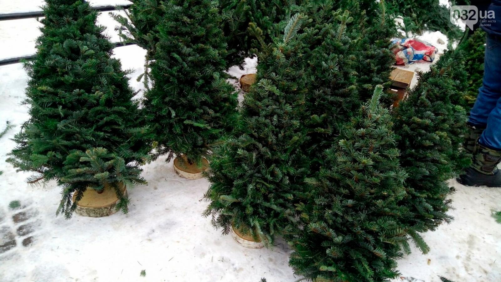 Вінницькі лісівники опублікували ціни на новорічні ялинки