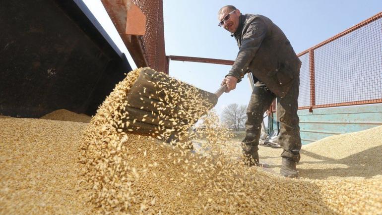 Цьогорічний урожай зернових в Україні буде на 5-10 мільйонів тонн менший за прогнозований