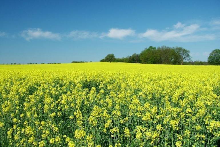 Спека затримує посів озимого ріпаку на Вінниччині