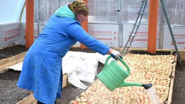 Завдяки приєднанню до ОТГ у селі на Вінниччині з'явилась теплиця