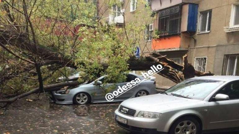 В Одесі пройшов ураган: 22 дерева впало на машини