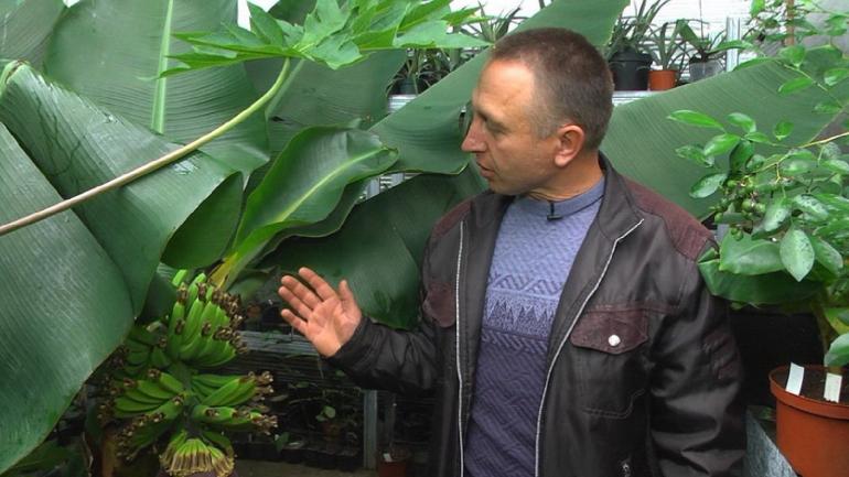 На Вінниччині колишній військовий разом з родиною вирощують їстівні кактуси