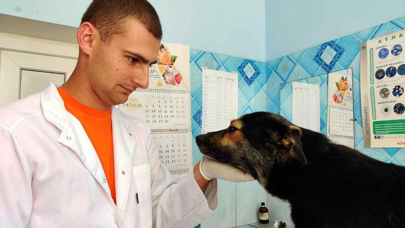 На Вінниччині вперше за десять років до державної лікарні ветеринарної медицини прийшов працювати молодий лікар
