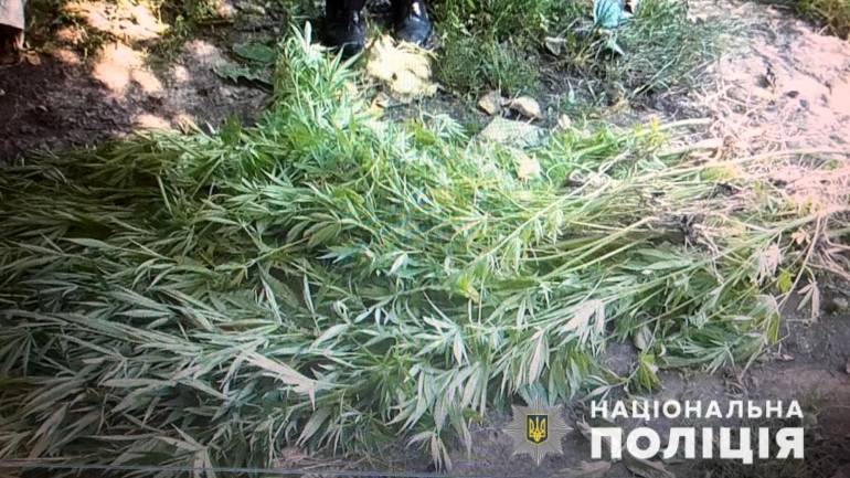 Близько десяти тисяч рослин маку та конопель вилучили у жителів Вінниччини