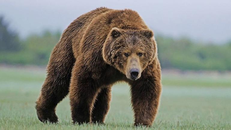 Двоє українських ведмедів зустрінуть старість у Румунії