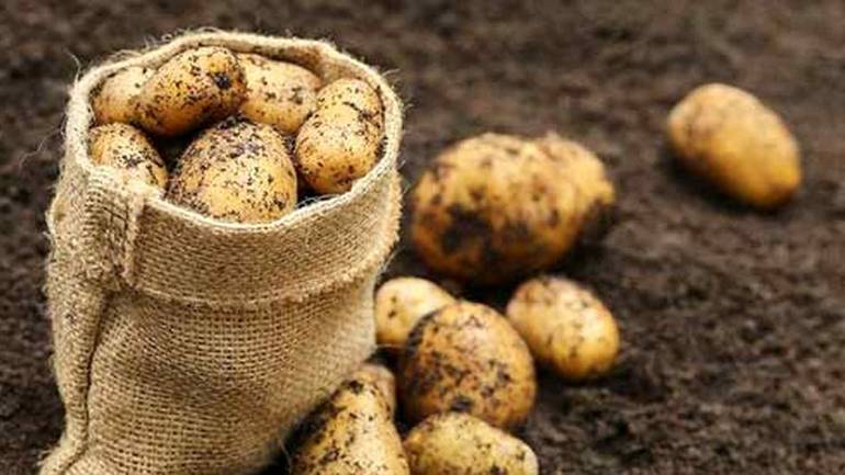На Вінниччині кілька днів тому ще копали молоду картоплю