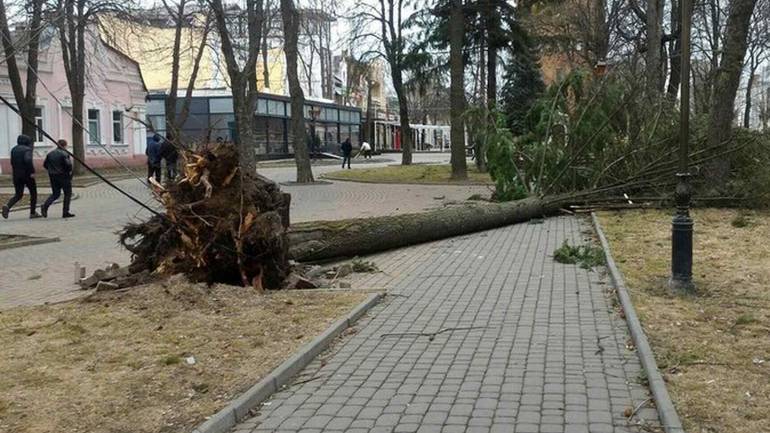 Центральний парк закрили: у Вінниці продовжують падати дерева