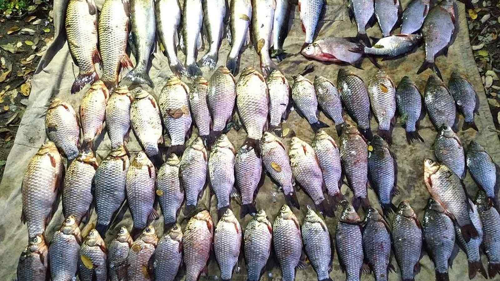 На Вінниччині впіймали браконьєра, який &laquo;нарибалив&raquo; на 56 тисяч гривень