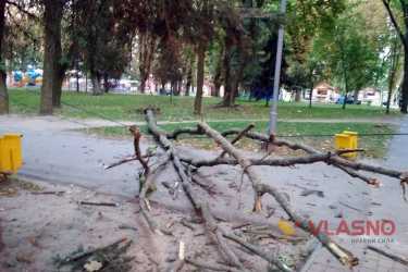 у Вінницькому парку впало дерево фото