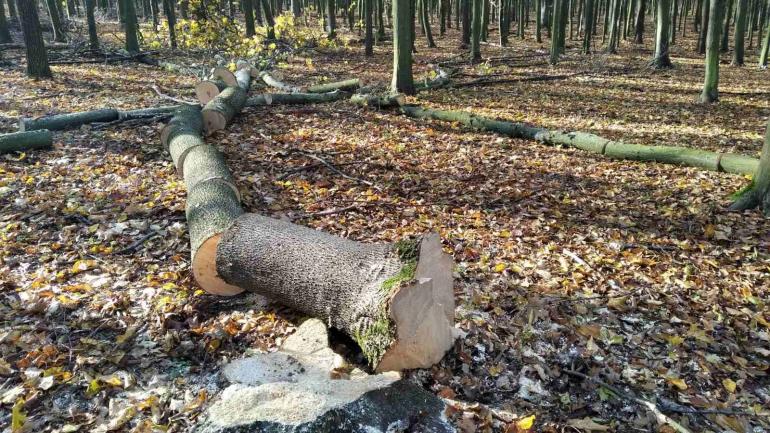 У заказнику на Вінниччині незаконно вирубали 114 дерев