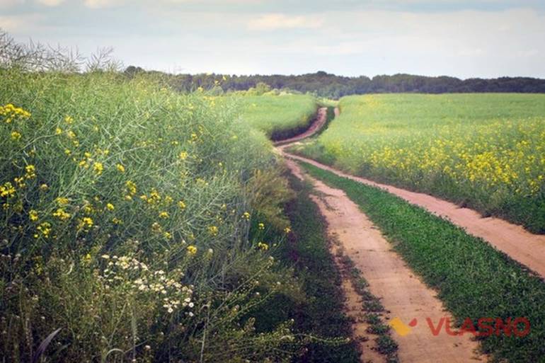 поля біля Стрижівки фото