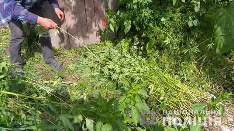 Кущі конопель та схованки з марихуаною виявили у жителя Вінниччини