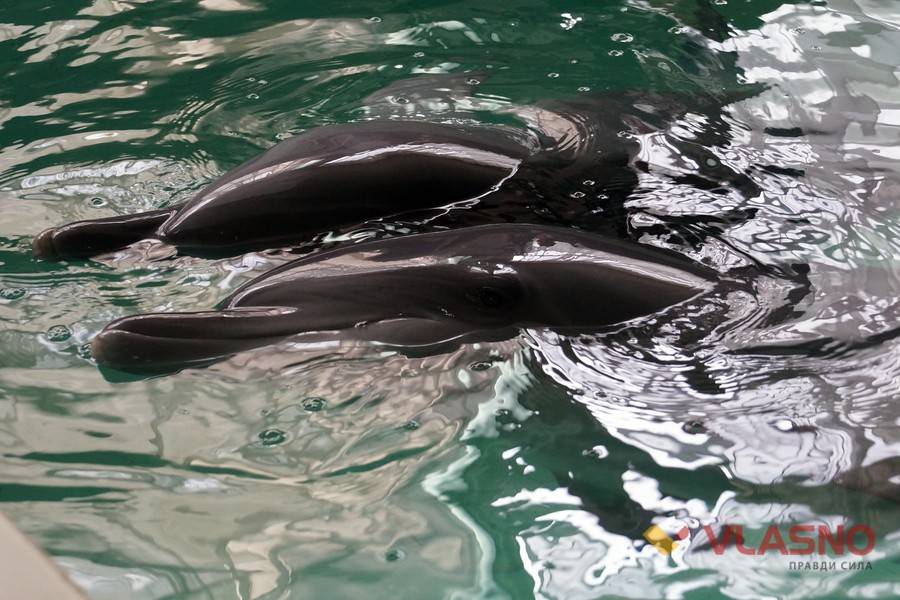 дельфінарій у Хмільнику фото