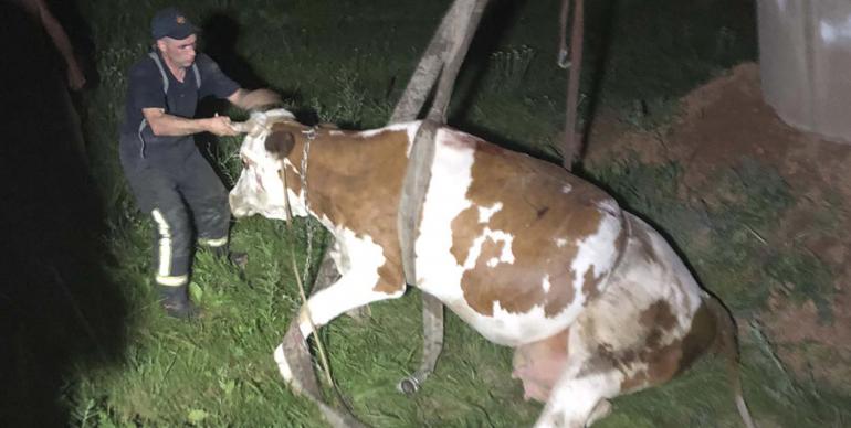 На Вінниччині витягали корову, яка впала у каналізаційну яму