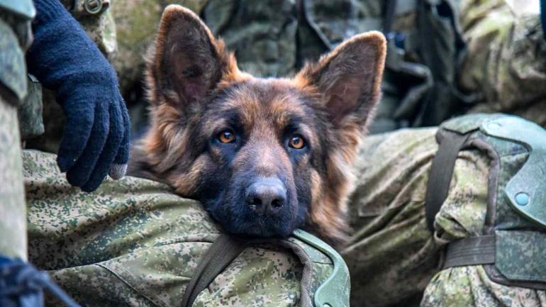Військова частина у Вінницькому районі купила шість собак для охорони правопорядку