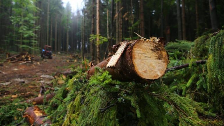 В Україні всемеро зросли збитки від незаконної вирубки лісу