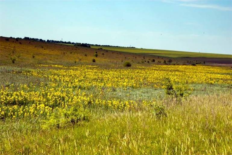 На Вінниччині незабаром розквітне унікальна Долина ірисів