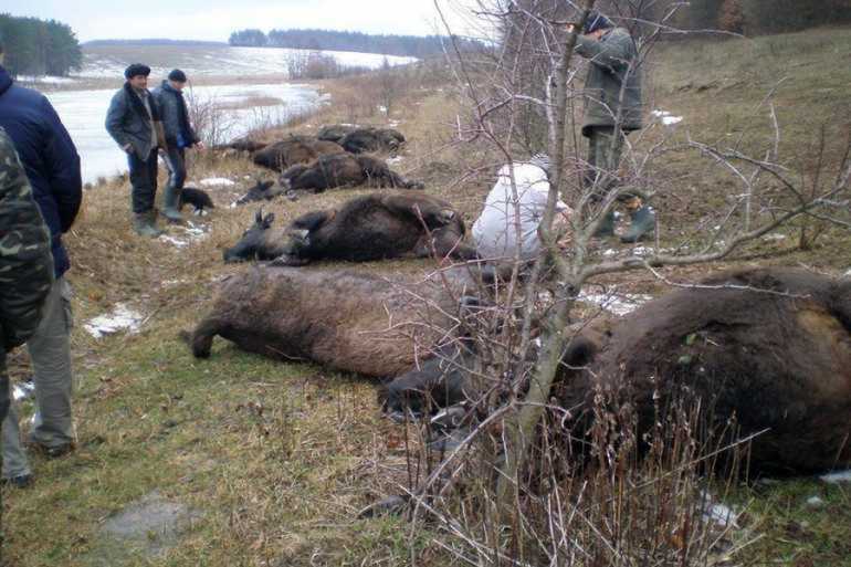 загиблі зубри на Вінниччині фото
