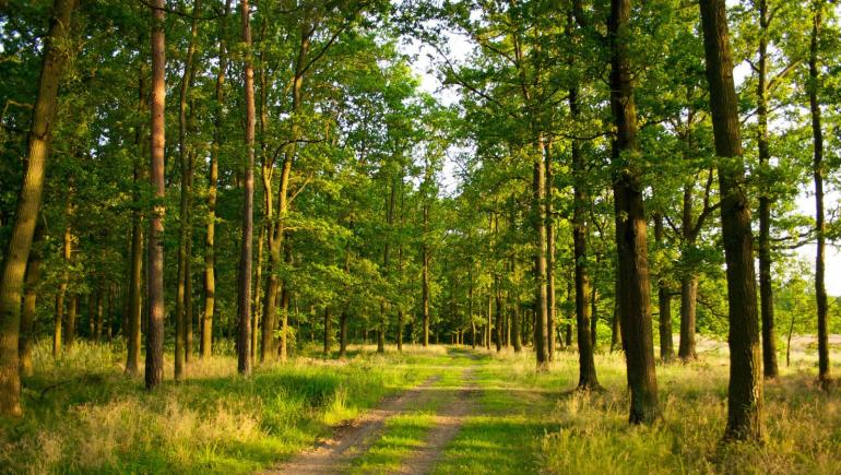 Вінницькі ліси на баланс громад передавати не планують