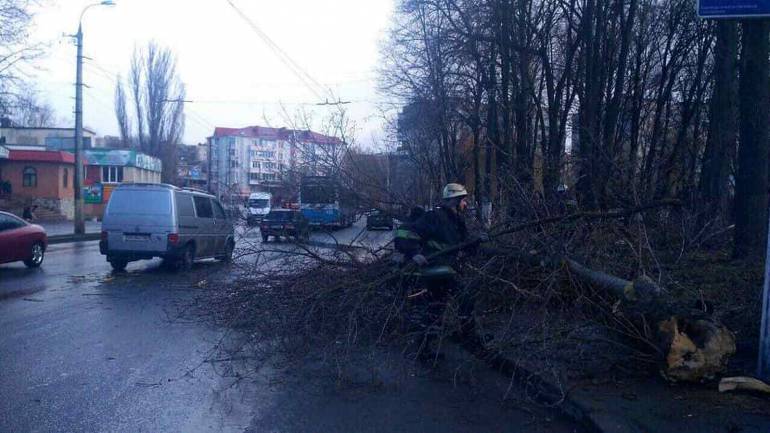 У Вінниці дерево вбило 12-річну дівчинку