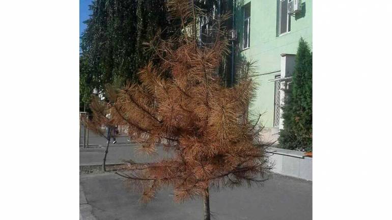 У Вінниці всихають молоді дерева