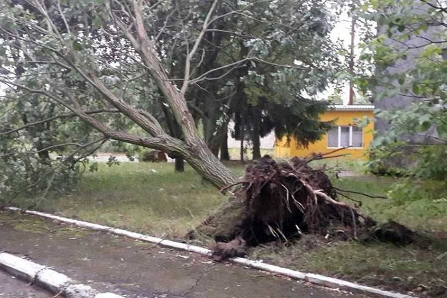 дерева - негода фото