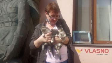 Вінничани, які прихистять музейних кошенят, отримають і подарунки