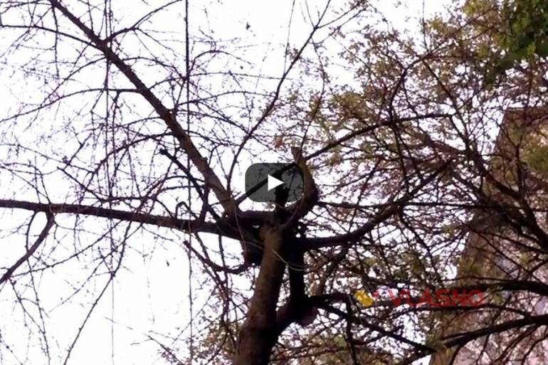 сухе дерево на вулиці 600-річчя у Вінниці фото