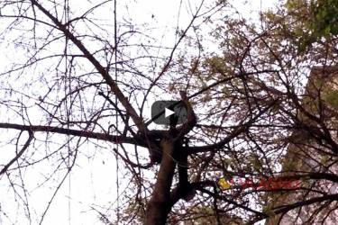 сухе дерево на вулиці 600-річчя у Вінниці фото