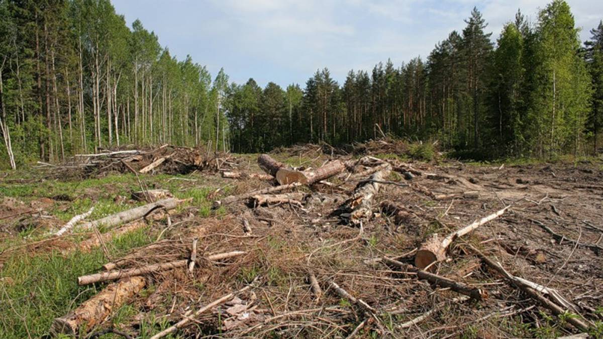 Екологи вважають, що реформа лісової галузі зменшить вирубку лісів